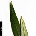 SpeciesSub: subsp. guanchica 